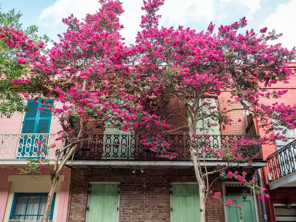 A creole townhouse balcony behind a crepe myrtle in bloom — a stock photograph used as illustration.